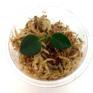 May include: A small green plant with two leaves growing in a clear plastic container filled with brown sphagnum moss.