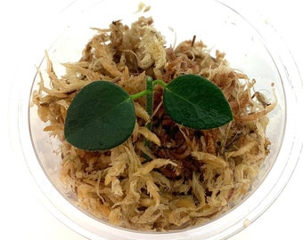 Hoya IM-08 - NOT rooted cutting