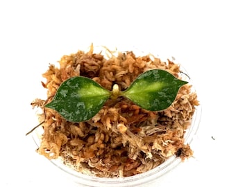 May include: A small, clear plastic container filled with brown sphagnum moss, holding a Hoya plant cutting. The cutting features two green leaves with light green and silver variegation. The leaves are symmetrical and have a pointed shape.