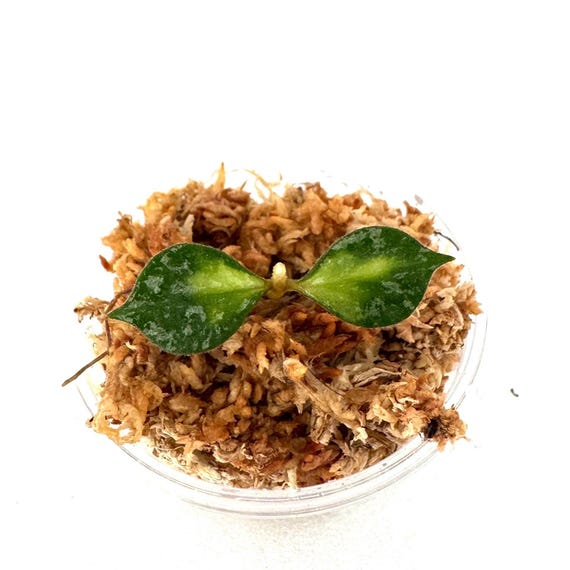 ホヤカーティシー中斑Hoya curtisii inner variegated Hoya Curtisii Inner Variegated - NOT Rooted Cutting - Etsy