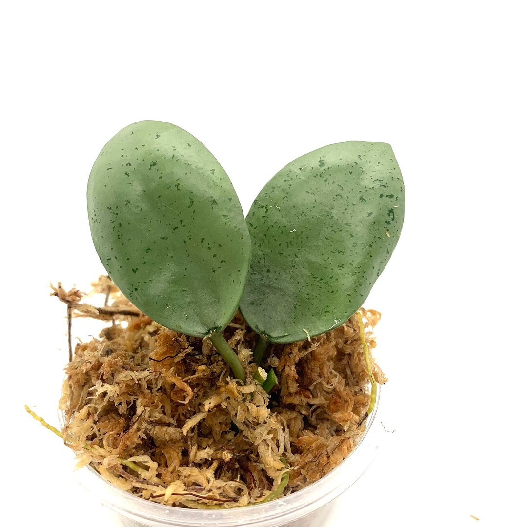 Hoya Lacunosa Mint Coin NOT Rooted Cutting Etsy