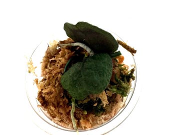 Dischidia Imbricata wrinkle - NOT rooted cutting