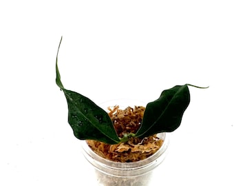 Hoya Medusa - NOT rooted cutting