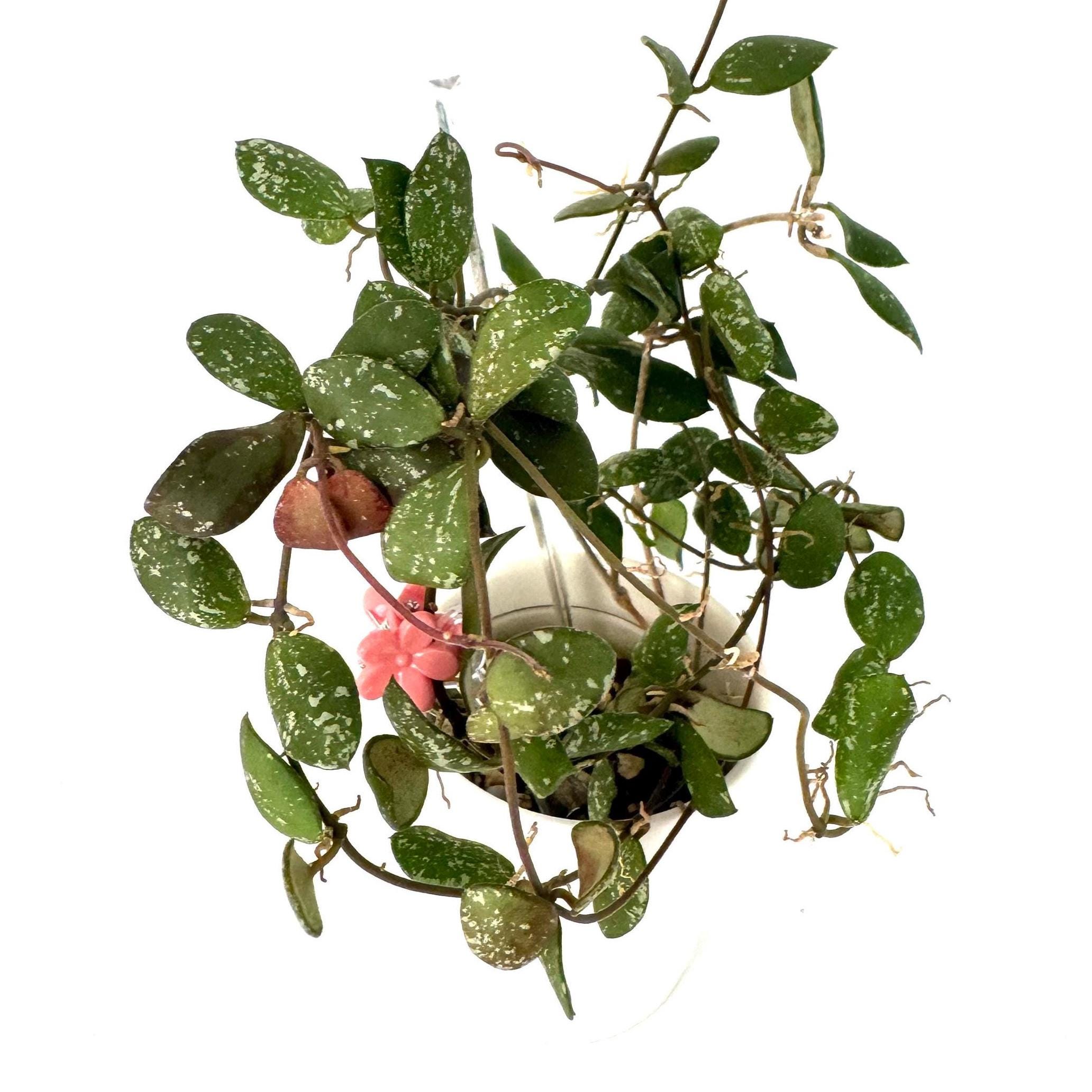 Hoya Kalimantan Mini Coin Splash - NOT Rooted Cutting - Etsy