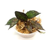 Hoya Krohniana Black - lightly rooted cutting