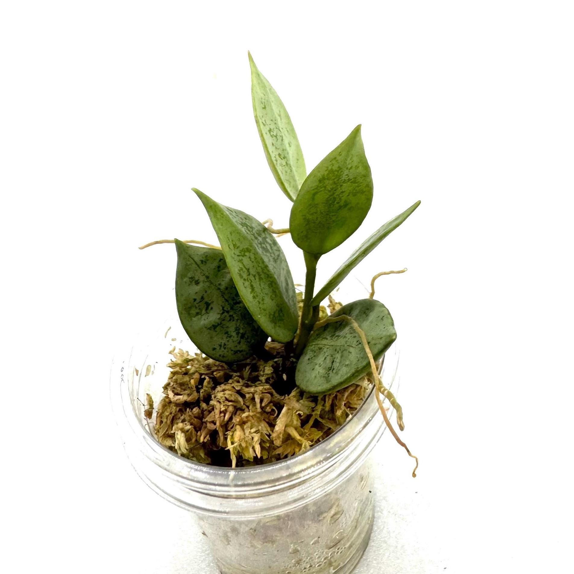 Hoya Lacunosa Violet - Etsy