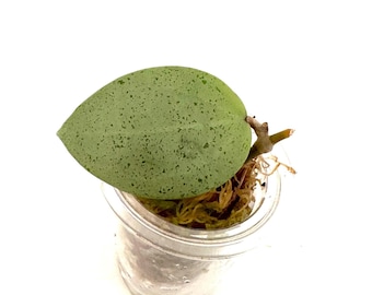 May include: A single, light green, round leaf of a houseplant with brown roots growing in a clear plastic cup.