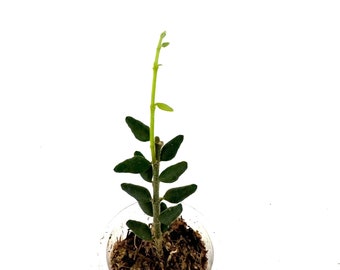 Hoya Pyrifolia - exact rooted cutting