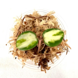 Hoya Mathilde inner variagated - NOT rooted