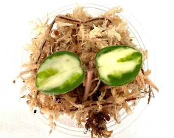 May include: Two small, green and white variegated leaves of a plant with pink stems growing in a clear container filled with brown sphagnum moss.