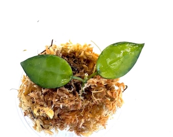 Hoya Kalimantan Mini Coin Splash - NOT Rooted Cutting - Etsy