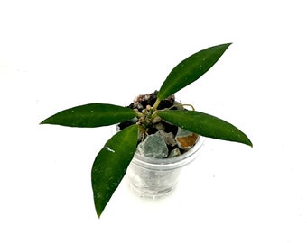 Hoya sp Sumatera - exact rooted cutting