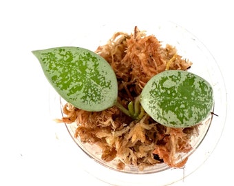 Hoya Leopard Skin - NOT rooted cutting