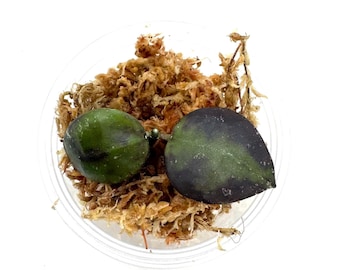 Hoya sp Gayo Lues (Lacunosa) - NOT rooted cutting