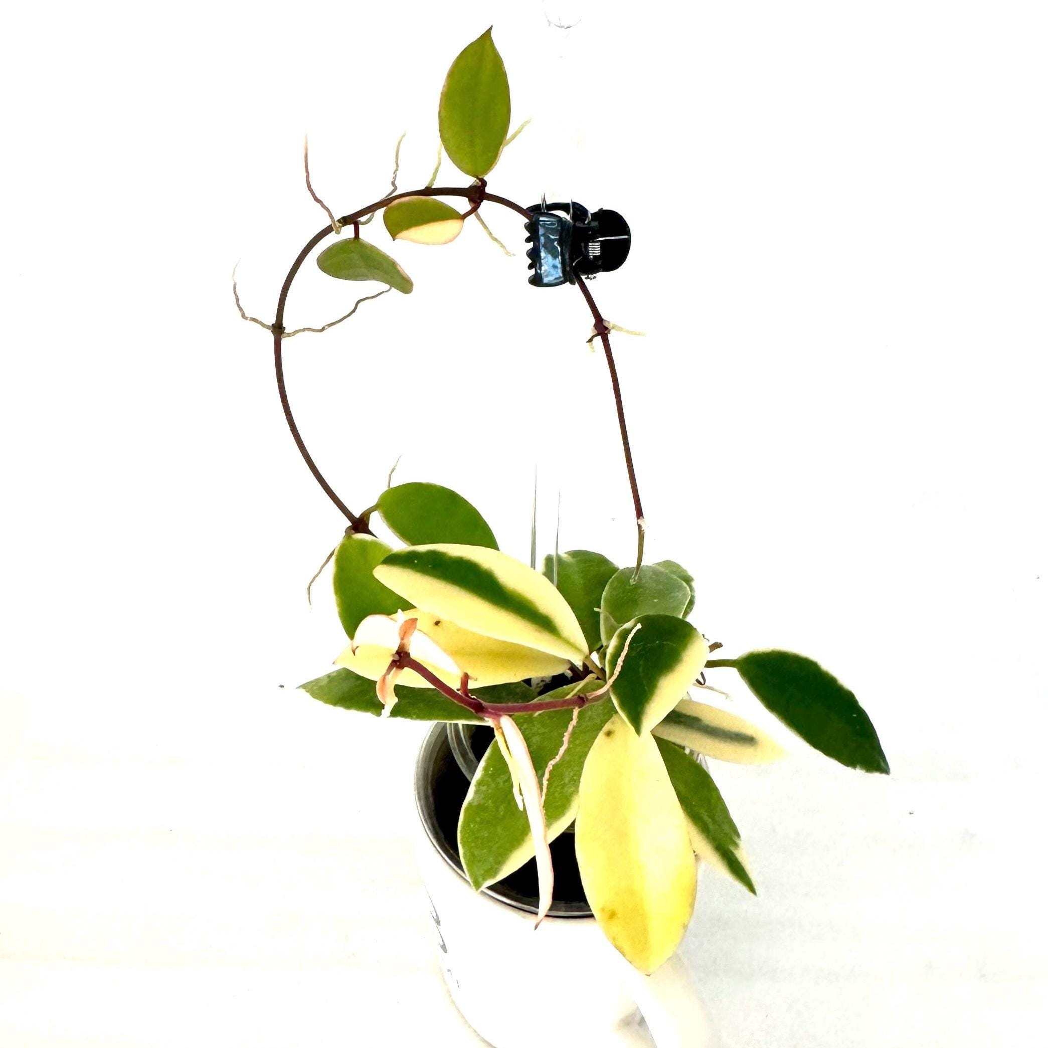 Hoya Halophila Albo - NOT Rooted - Etsy