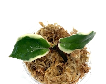 Hoya Holliana - NOT rooted cutting