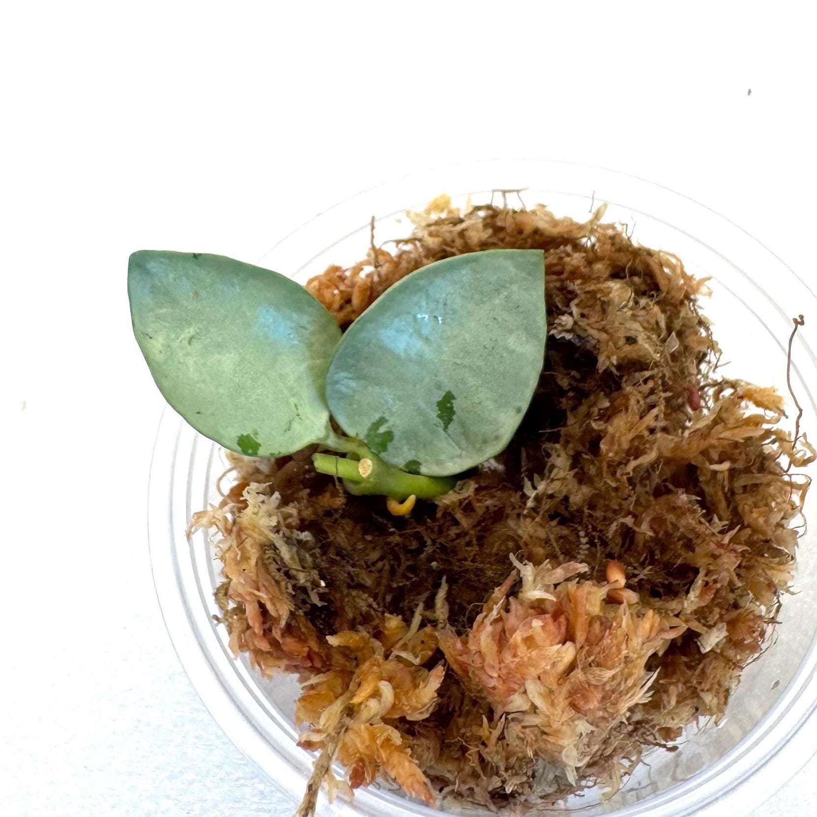 HOYA　になります。 Hoya Orange Skin (lacunosa) - NOT Rooted Cutting - Etsy