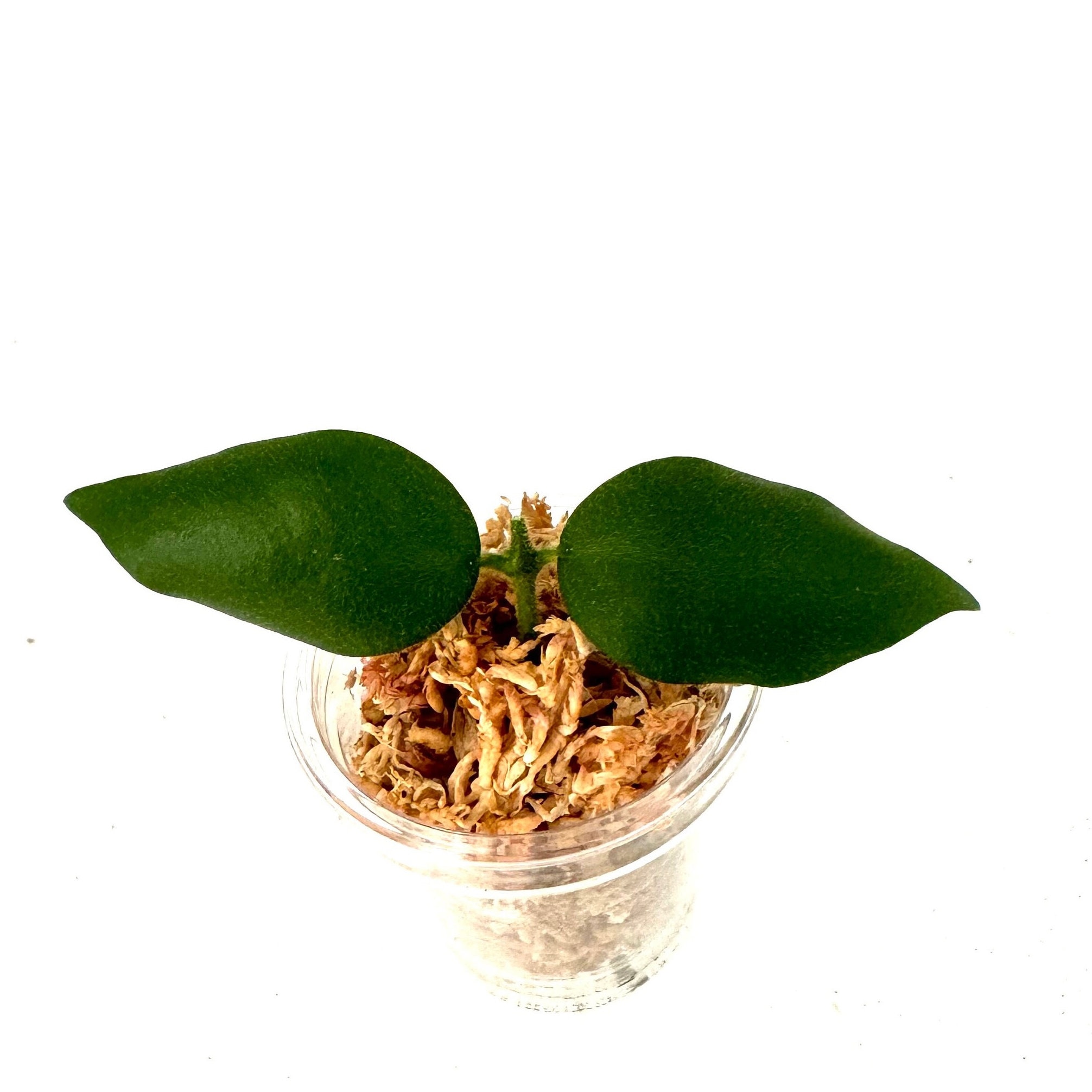 Hoya Aeschynanthoides - NOT Rooted - Etsy
