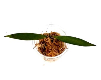 Hoya Bamboo - NOT rooted cutting