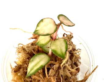 Hoya Kalimantan Mini Coin Splash - NOT Rooted Cutting - Etsy