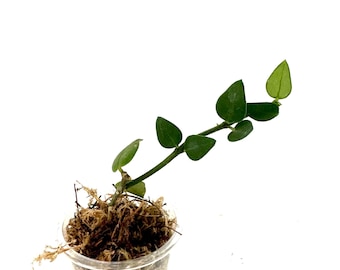 Hoya Longicalyx - exact rooted cutting