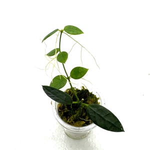Dischidia Hirsuta Papua - exact rooted cutting