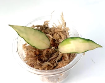 Hoya Souma variagated - NOT rooted cutting
