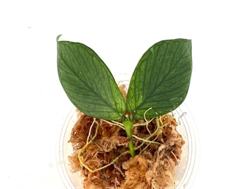 Hoya Polyneura Silver Unrooted Cutting - Grower's Choice - Etsy