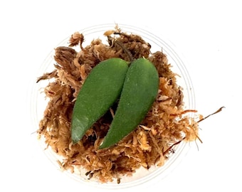 Hoya Kalimantan Mini Coin Splash - NOT Rooted Cutting - Etsy