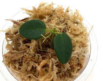 May include: A small, clear plastic container filled with light brown sphagnum moss. Two dark green, heart-shaped leaves sprout from a thin stem. The plant is a small, young specimen, likely a houseplant cutting or starter.