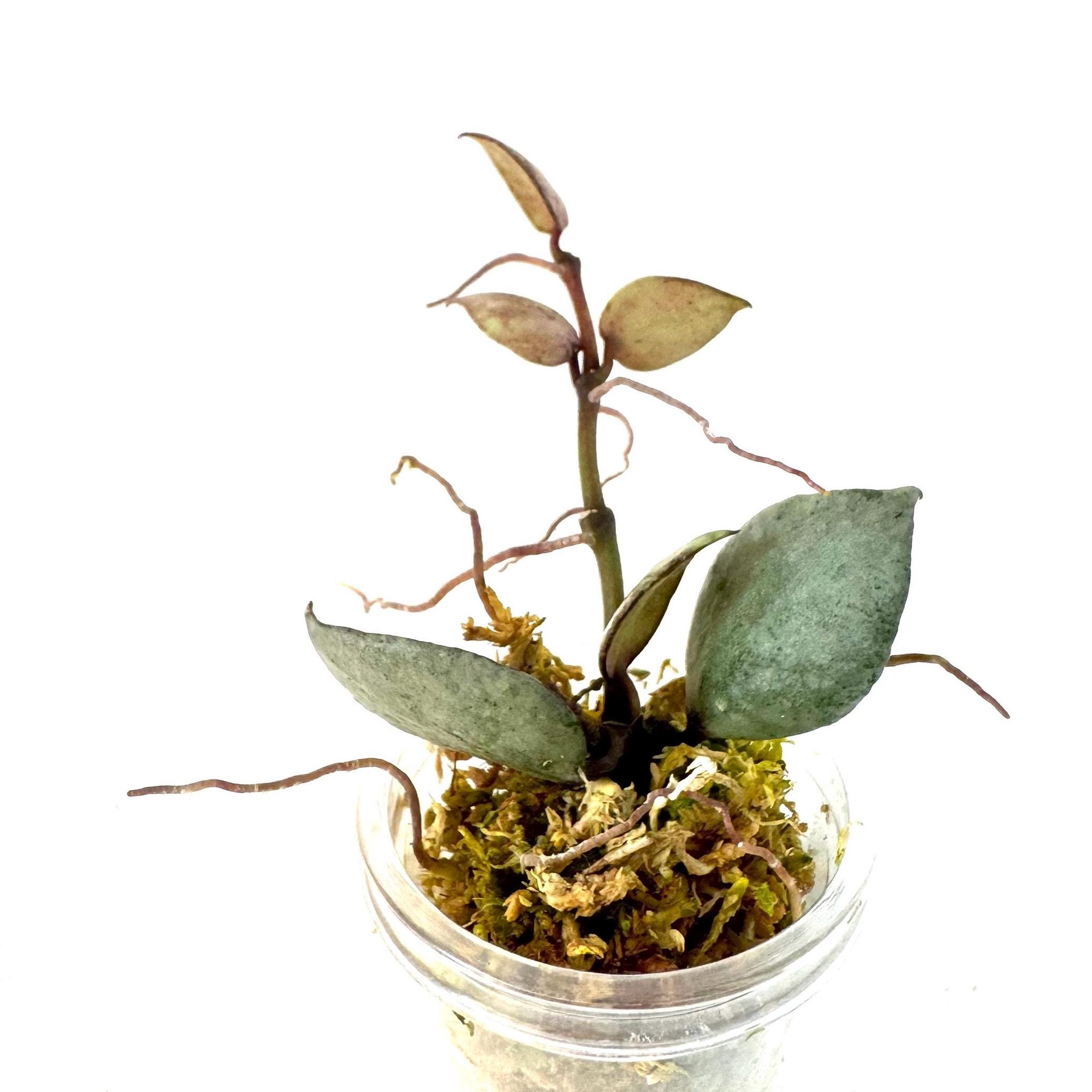 2025年新作アイテムが続々登場 Hoya Etsy - Violet Lacunosa その他観葉植物