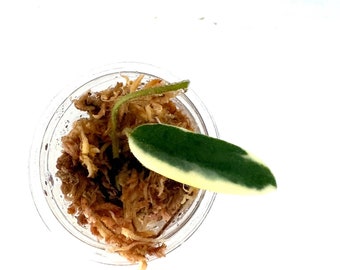 Hoya Lyi prism pink - 1 leaf NOT rooted cutting