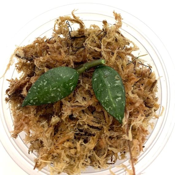 Hoya Perangin Durian - NOT Rooted Cutting - Etsy