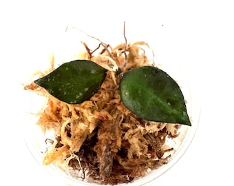 Hoya Black Aurora (Lacunosa) - NOT rooted cutting