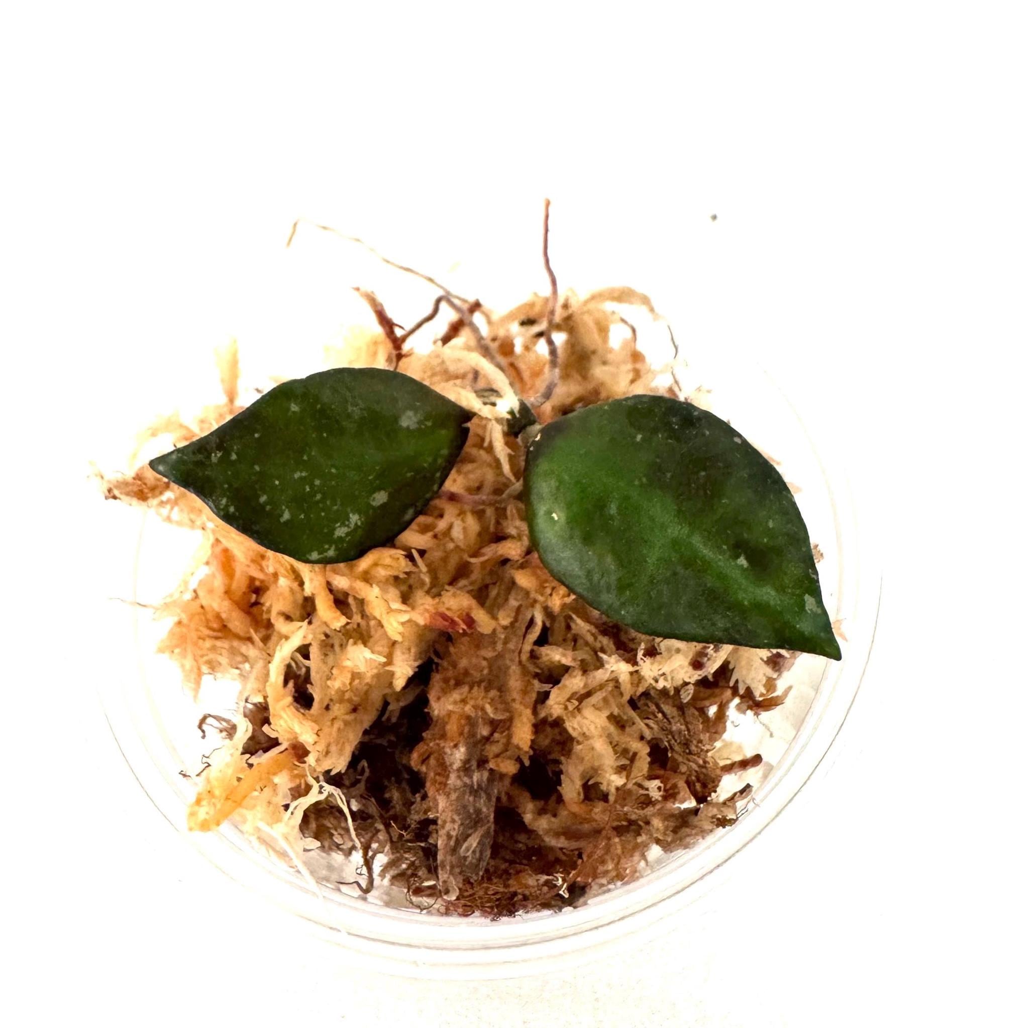 Hoya Lacunosa Violet - Etsy