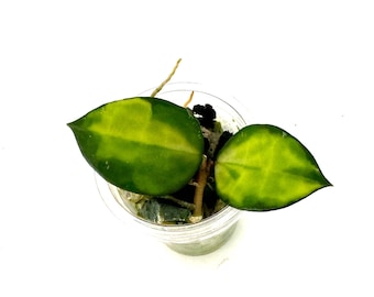 Hoya Asami inner variagated - NOT rooted cutting