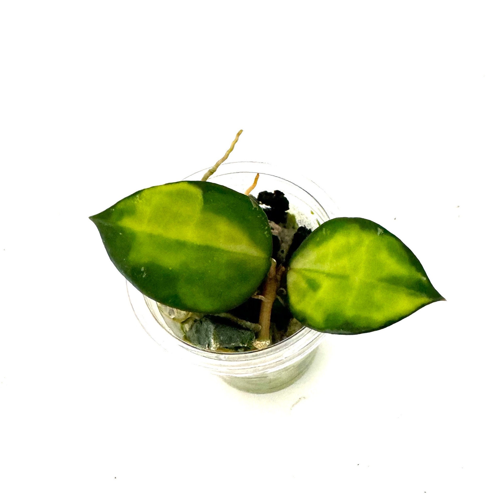 Hoya My Little Run Away – Hard-to-Find Variegated Wax Plant, Full Mature & Ready To Trail – Ships From US Seller