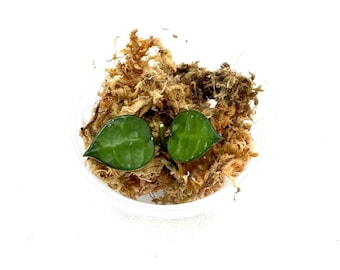 Hoya Kalimantan Mini Coin Splash - NOT Rooted Cutting - Etsy