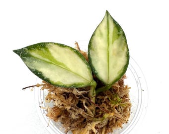 Hoya Nabawanensis Variegated splash - NOT rooted