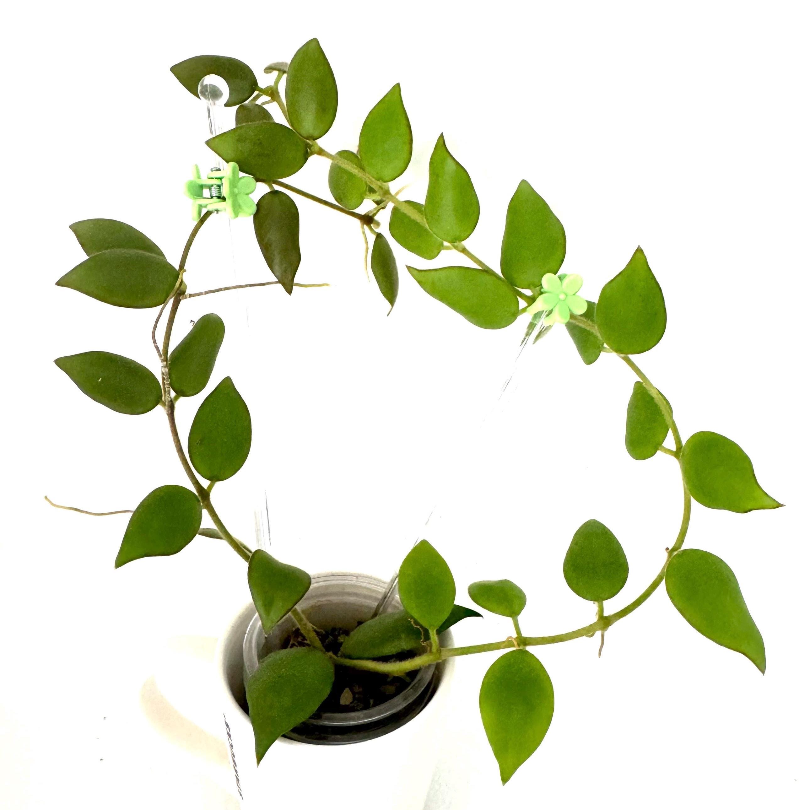Hoya Aeschynanthoides - NOT Rooted - Etsy