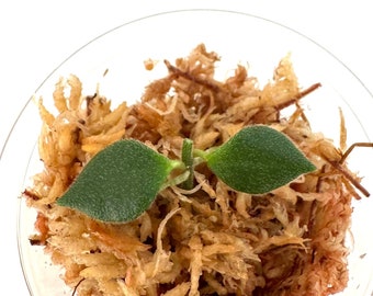 Hoya Mamasa - NOT rooted cutting