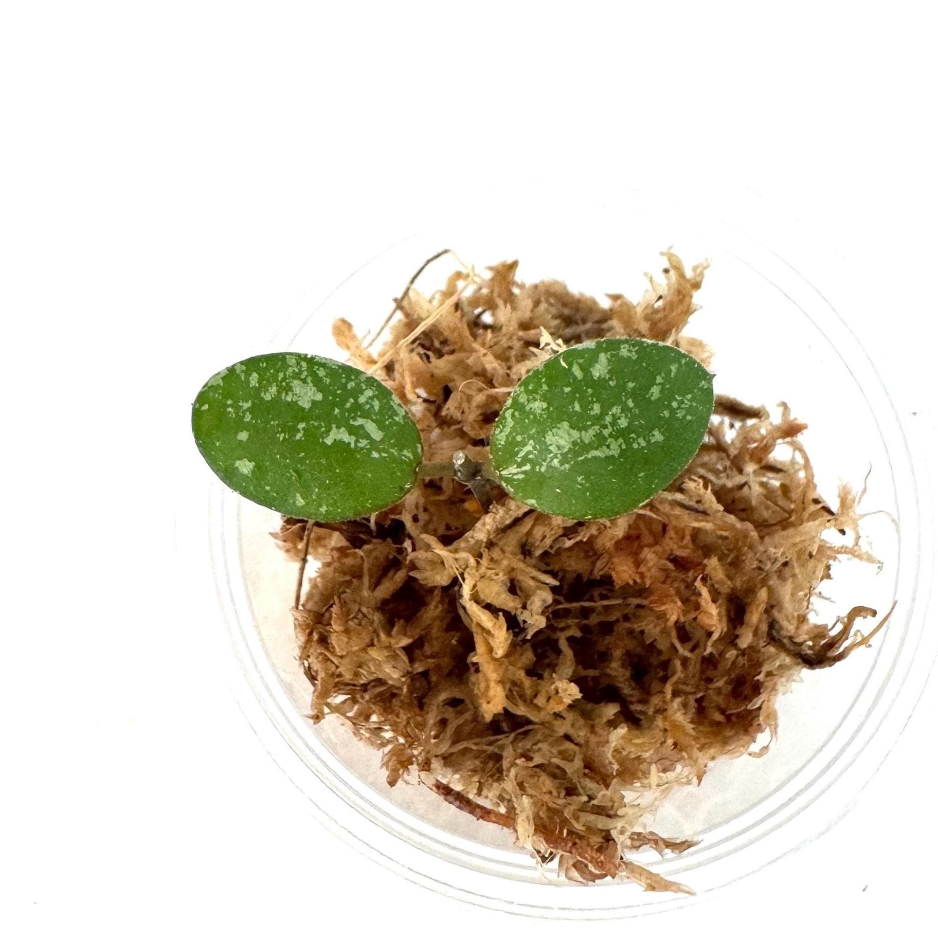 Hoya Kalimantan Mini Coin Splash - NOT Rooted Cutting - Etsy