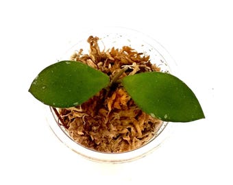 Hoya Kalimantan Mini Coin Splash - NOT Rooted Cutting - Etsy