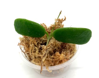 Hoya Rotundiflora  - NOT rooted cutting