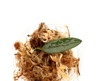 Hoya Lima silver - 1 leaf NOT rooted cutting