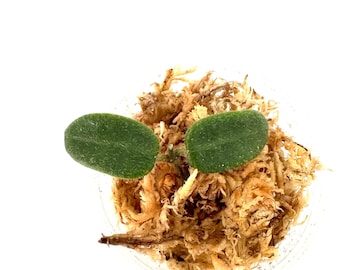 Hoya Lyi Noid - Etsy