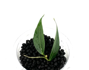 Hoya Leucantha - NOT rooted cutting