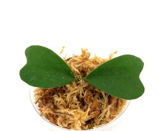 Hoya Manipurensis - NOT rooted cutting