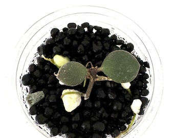 Hoya Boycei - NOT rooted cutting