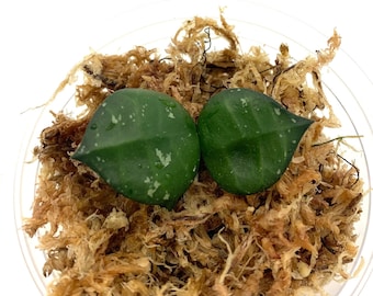 Hoya My Little Runaway - NOT rooted cutting